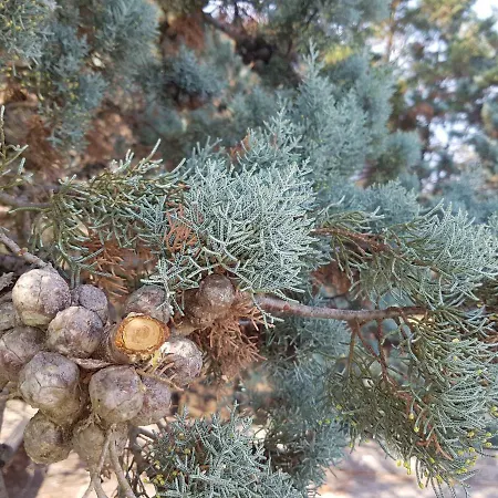 Trullo Juri 马丁纳弗兰卡